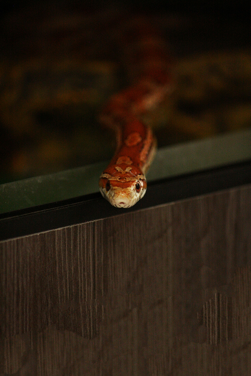 Corn Snake